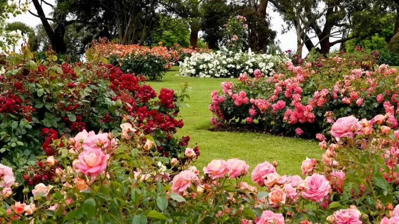 Tipos de plantas para jardim: 7 que você NÃO conhecia!